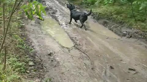 Small Tree Can't Save Slipping Man from Mud Puddle