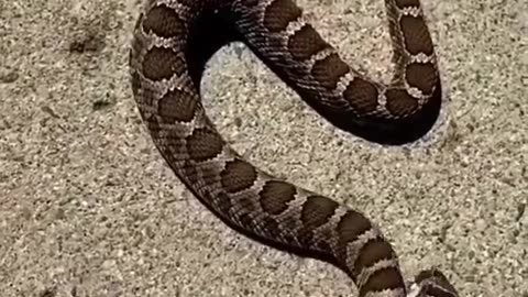 Decapitated head of snake bites its body and felt it too..