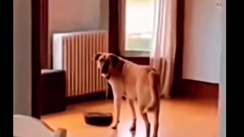 Doggo scared of vacuum cleaner .....