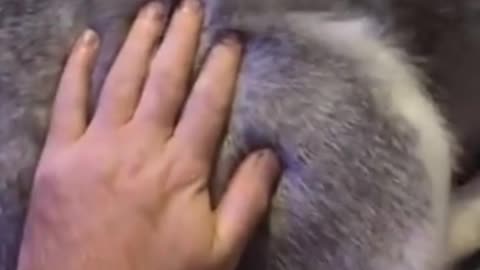 funny dog slapping husky