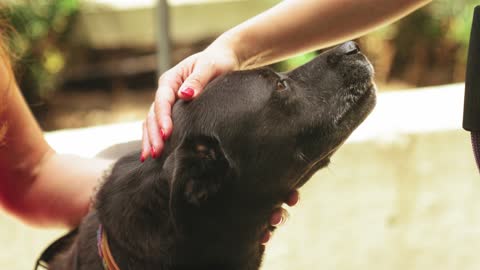 Cane Corso dog has intelligent answer when asked question