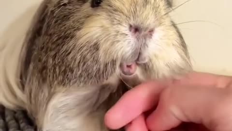 Chin scratches