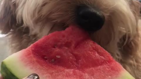 Tan curly dog eats watermelon