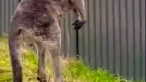 Funny #shorts Animals Videos, Animals Funny Videos