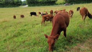 Grass Fed Beef