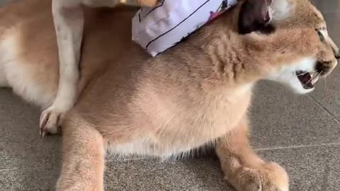 dog vs caracal