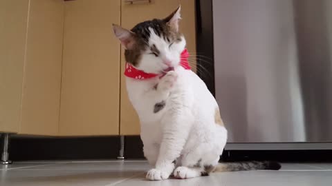 cute cat playing in the kitchen