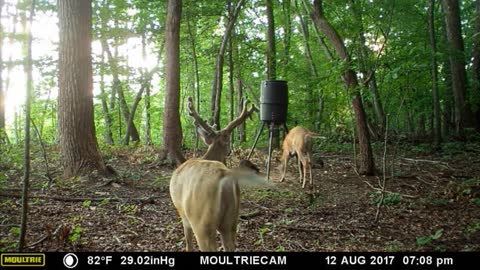 NC Whitetail Bucks