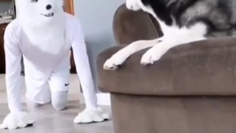 Funny Dog Video