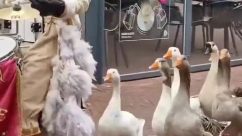 Duck Parade Hits the Streets! 🦆🥁🎺🎶🚶‍♂️😂