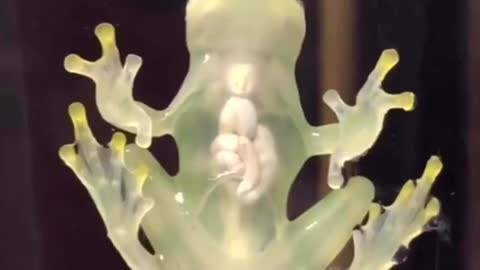 Unusual Glass Frog With Transparent Skin Hops On Window