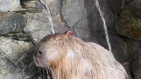 Capybara