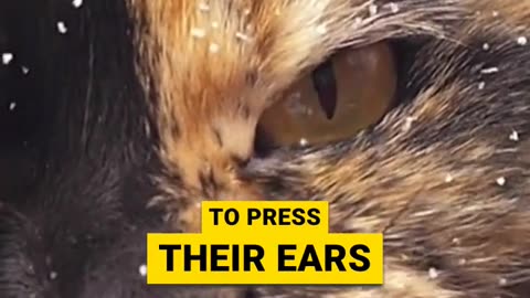 Your Cat's Ear and Eye Messages #catcommunication #petbehavior #feline #cat #bodylanguage