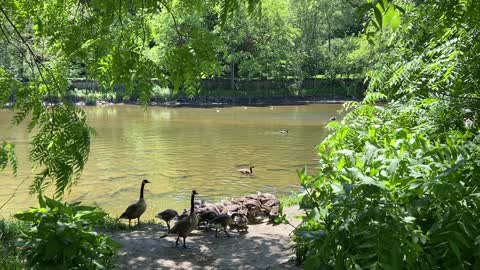 Canada Geese still angry for some reason