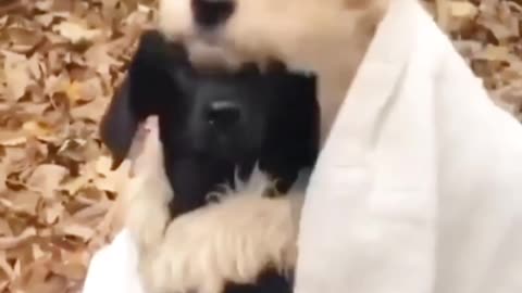 Cute dog hugging