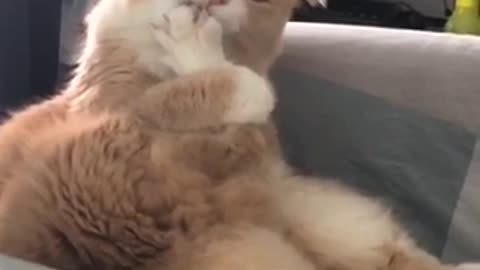 Funny kitty licks his foot like a lollipop!