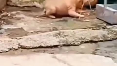 Dog flips into Stears plz help him