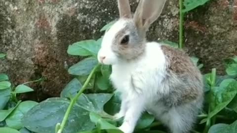 Cute baby Rabbit eating leaf