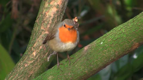 European robin. Erithacus rubecula.