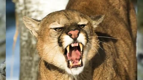 Top 10 Dangerous Big Cat Breads....😭😭😭😭😭😭😭😭😭