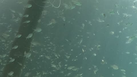 Snorkeling Adventures Philippines. A lot of fish hanging out around us!!