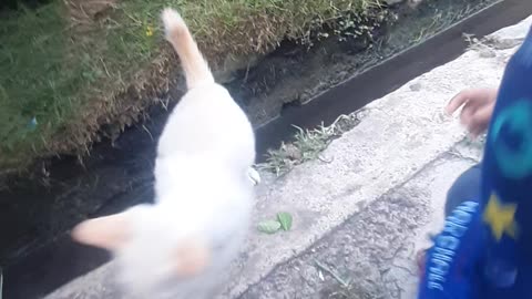 Kid playing with little kittens