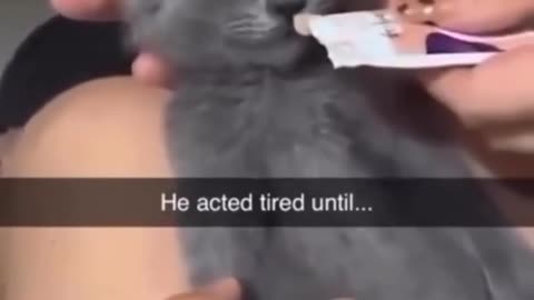 Tired Kitten, Until...