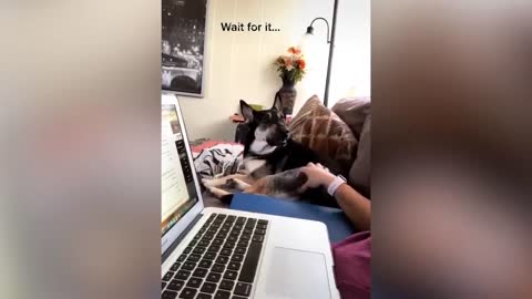 Funny Pets Reaction - Cute And Smart Dog Video 2021