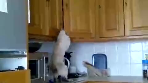 Siamese kitten stealing from the kitchen_batch