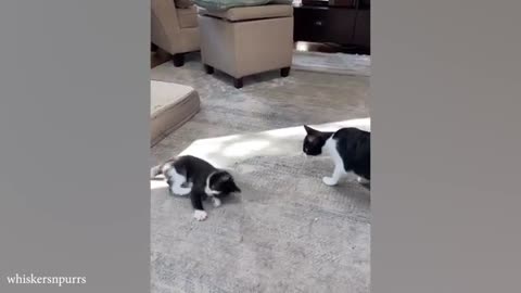 FUNNY CATS are the perfect mood booster 😂 Best FUNNY CAT videos 2024