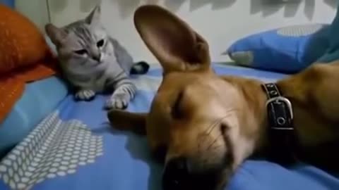 Sleeping Dog Farting Makes Cat Angry