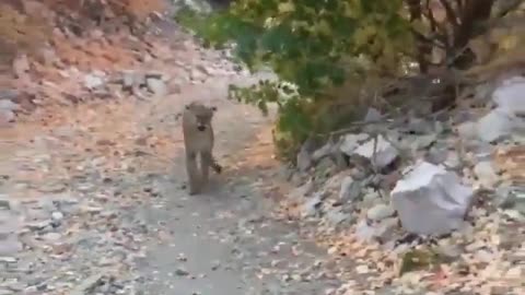 Mountain lion hunts man who is on a trail