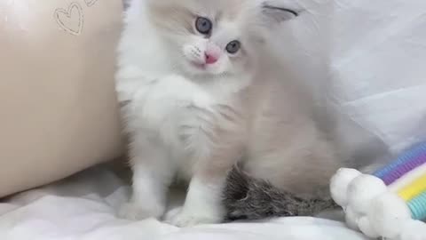 Cute cat😍😍