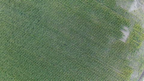 Spin up over corn field and pan up to sunset