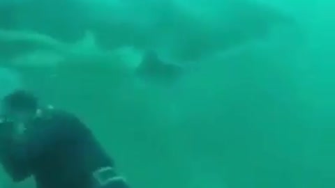 Close call with a big shark