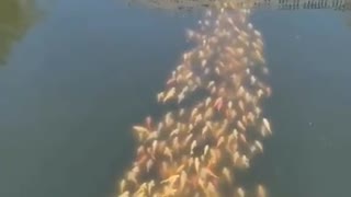 School of Koi Fish Follow Duck