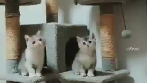 Cute cats shaking their heads