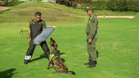 Perros policías / entrenamiento.