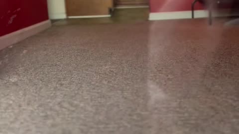 Girl Going to Answer Door Gets Caught in Dashing Dog Crossfire