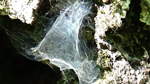 Spider Web