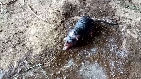 SAVED RAT'S LIFE