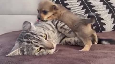 Funny Cat Reaction to Puppies [Kitty sees them for the First Time]