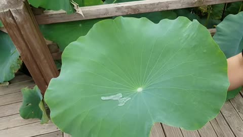 Big & Big Water Resistant Lotus Leaf