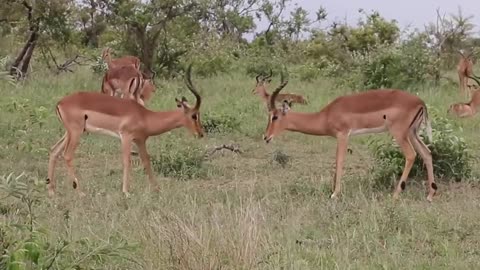 Two Deers fighting aggressively 😰 must watch