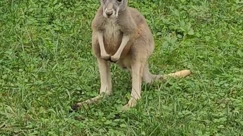 This little kangaroo is looking for food