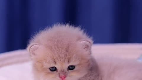 Cute kitten