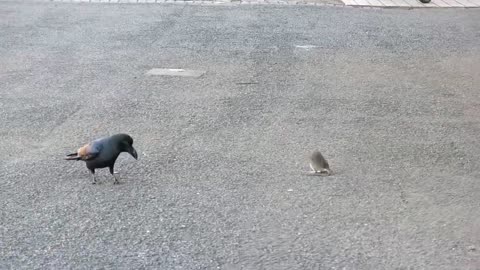 ♦♥A strange relationship between a crow and a mouse 2023 ♥♥