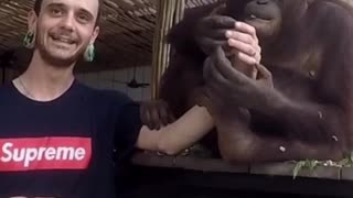 Hand feeding orangutan #shorts