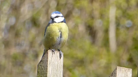 Blue Tit - Sound (NATURE)