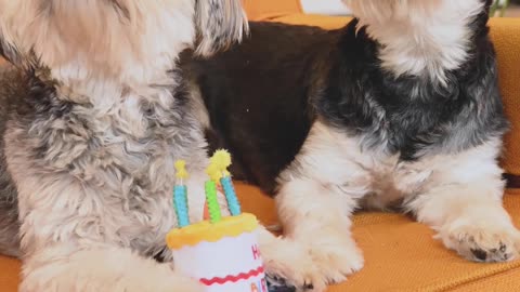 Dogs Birthday